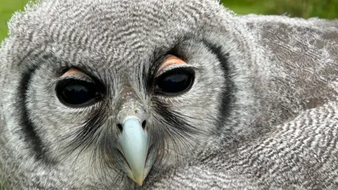 Steve Cross A close-up image of a grey owl. It has black eyes and its feathers are grey with white flashes. It has black feathers around its face and underneath its eyes