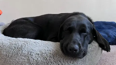 Gigi, a back labrador, fast asleep on a grey, fleecy, dog bed