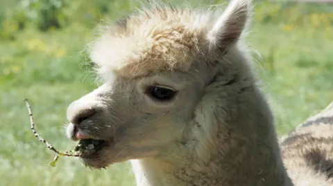 GillsEyeView A white alpaca munches on a leafy branch.