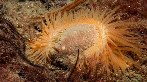 A bright orange shell, with multiple orange tenticle like strands, sits on top of a green and brown mossy looking ground. 