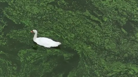 Blue-green algae on the River Bann where it meets Lough Neagh near the village of Toome.