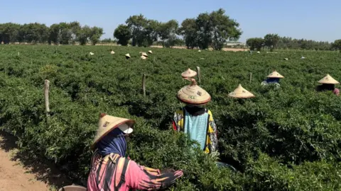 Senegal's Inland Farms: A Vital Lifeline for UK Vegetables
