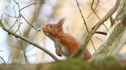 A red squirrel leans against a narrow branch while sniffing a leave.