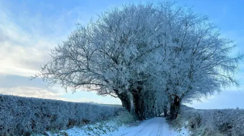 A road covered in snow. Bushes and trees covered in snow can also be seen around the road.