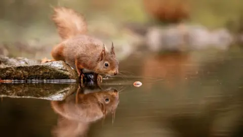 Gary Clements A red squirrel is sitting by a body of water looking at an acorn drifting away. The squirrel is mirrored in the water.