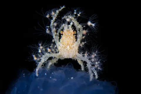 Noam Kortler / Wildlife Photographer of the Year a decorator crab perched on a sea squirt