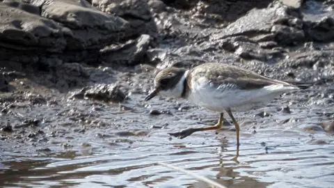 A taupe and white ringed plover bird wading in shallow, muddy waters 