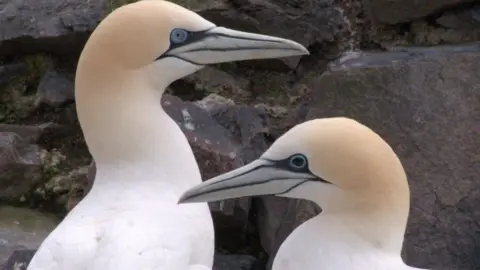 Gannet showing black eye indicating exposure to Av… 2023 (c) Emily Burton Scottish Seabird Centre.jpg