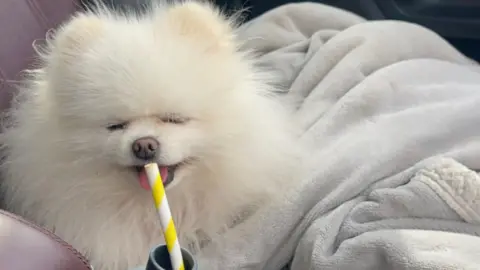 Joanna Wade A white pomeranian with fur brushed outwards. Her eyes are shut and she has a white and yellow straw in her mouth, the other end of which is in the neck of a grey bottle. There is a white blanket behind her.