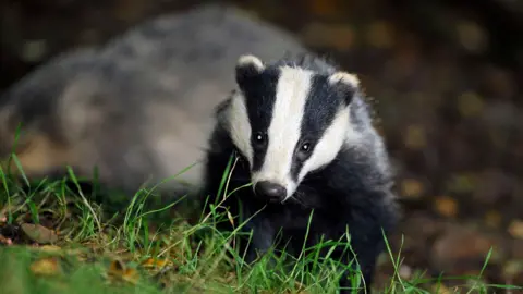 A badger