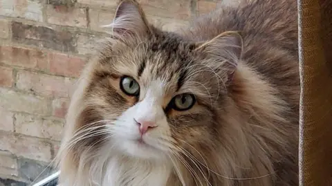 Rory the cat is looking at the camera. He is a long-haired cat, light brown and white in colour and has green eyes.