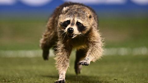 raccoon runs on the field in the first half between the Philadelphia Union and New York City FC at Subaru Park.
