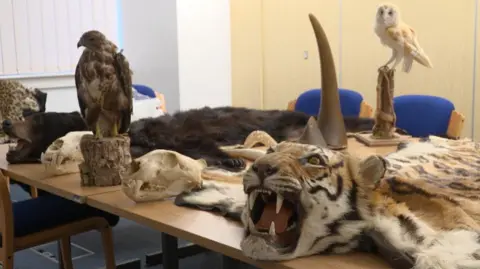 GEMMA DAWSON/BBC A collection of items, including a tiger skin and rhino horn, which have been seized or handed over to Lincolnshire Police