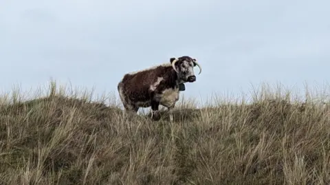 Jenny Bennion A brown and white English longhorn cow is standing on a grassy sand dune in Formby. 