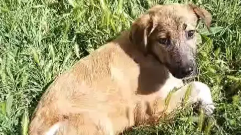 Aydin Animal Rescue Muffin