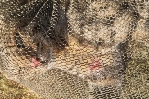Kevin Murphy A cat with spots can be seen inside a net, with wounds to its chest