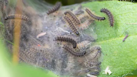 Butterfly Conservation/Savannah Jones Caterpillars inside a silk web, with a few on the outside, woven on a leaf 