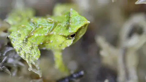 Masyarakat Zoologi London Green Newborn Froglet dengan latar belakang fokus dedaunan