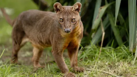 Chester Zoo A fossa, with brown fur and light brown eyes, is walking on four paws and looking at the camera