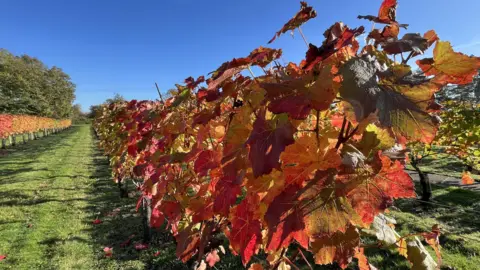 Shaun Whitmore/BBC A picture of a vineyard. It shows a long vine of grapes with the orange, red and yellow leaves. A track can be seen running up the middle separating the line from another vine.