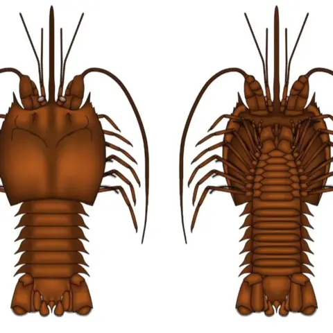 William Norris Artist impression of a pygocephalus brymboensis shrimp with spiky shells and long antennae
