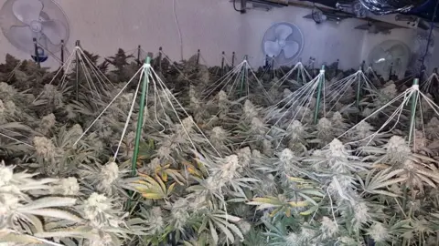 Cannabis plants