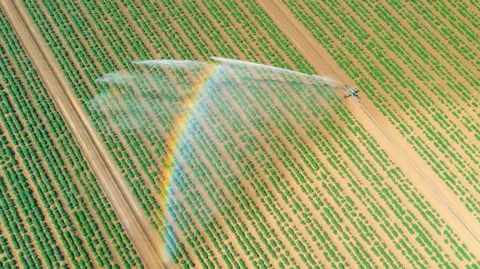 A drone view of a spray of water from farm irrigation machinery across a dry field planted with crops. An arch of a rainbow crosses the water as the light hits.