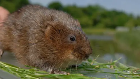 A furry water vole stands on small green blades of grass. The vole has tiny black beady eyes and chestnut-coloured fur. The rodent has long whiskers and tiny feet.