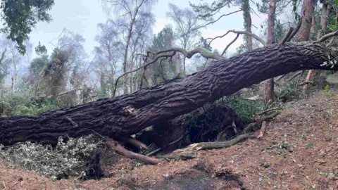 A large tree with dark coloured bark. It has fallen and is partly resting on the ground.