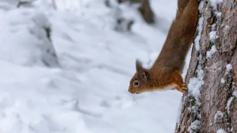 David Porter A red squirrel climbing down a tree trunk