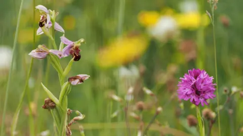 Yorkshire Wildlife Trust A flower meadow featuring the bee orchids and other wildflowers