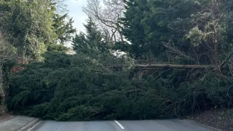 A large conifer tree lying across a road.