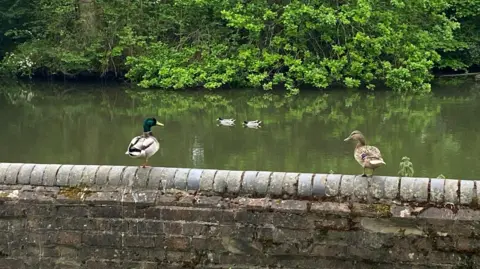 Two ducks on a wall, one on the left and one on the right, in the foreground with the pond in the background. Two more ducks swimming on the pond.