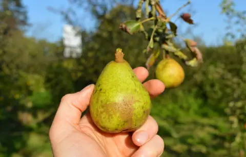 A hand is holding the CR7 pear variety in the orchard. The small green pair, which is speckled with light brown marks, has a small part of the branch still attached. 