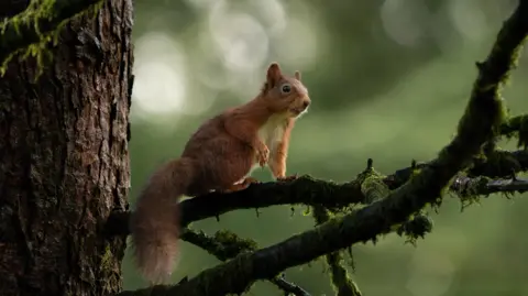 A red squirrel is sitting on a lichen covered tree branch, one paw raised. There are multiple branches in the foreground, and they all connect to a tree trunk on the left side of the image. The background greenery is blurred.