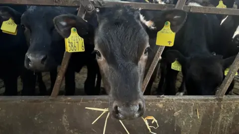 A close up of black cows eating out of a trough on a farm. They have yellow ID tags on their ears.