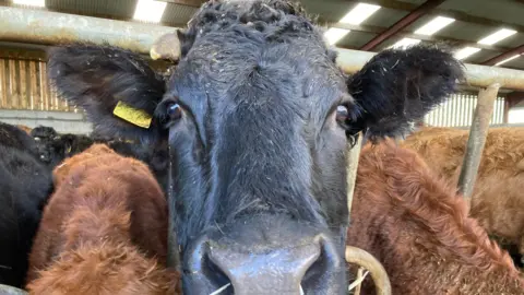 A close up of a black cow. It has yellow tags in its ears.
