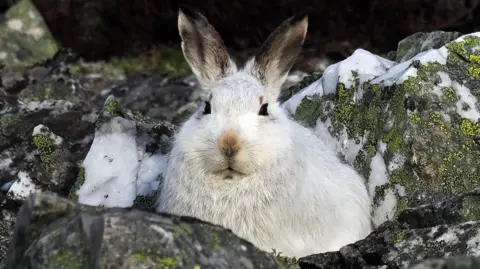 Adrian Plumb A mountain hare - with white fur - looks directly into the camera while sitting on a snowy crop of rocks.