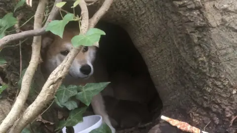 Woodgreen A dog's face is seen poking out from a hole at the base of a tree. There are branches and leaves around the hole. There is also a white water bowl left near the hole.
