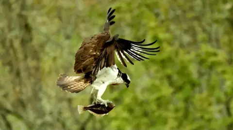 Glenys Munro A fish is held upside down in the talons of the bird of prey. The osprey is using a lot of power in its brown wings to fly while carrying the fish.