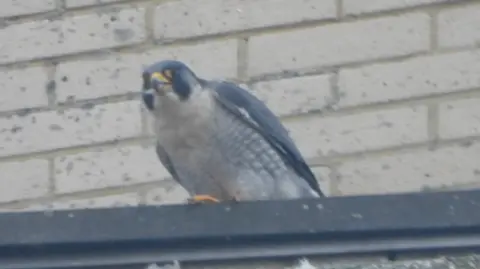 Peregrine Falcon perched on the roof of Arlington House in Margate with the wall of the plant room behind it.