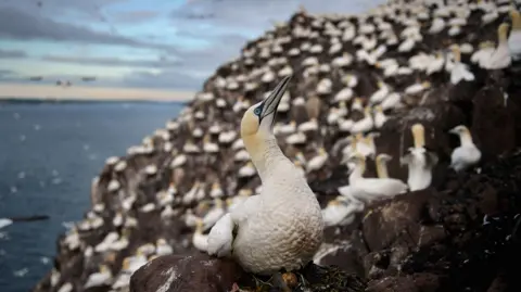 Getty Images A close up of a gannet perched on rocks with dozens of other gannets behind it. The large birds are white with light yellow heard and long grey beak.