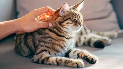 A hand touches the neck of a brown stripy cat sat on a sofa, which has its eyes closes and ears raised.