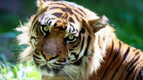 Kubu an orange, white and black striped Sumatran Tiger. With yellow eyes he is looking straight into the camera. 