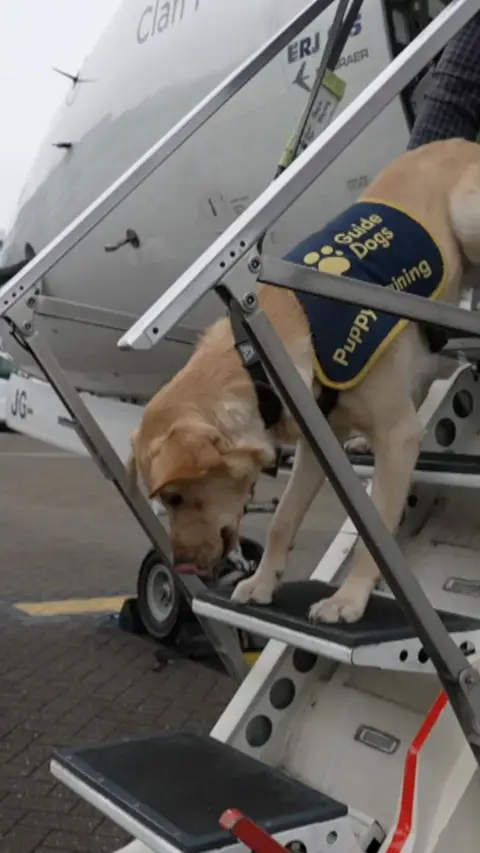 A guide dog puppy wearing it's working coat walks down aircraft stairs.