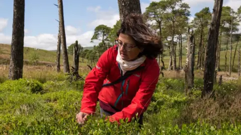 Tim Hancock A woman outdoors in a natural, grassy environment that appears to be a moorland or forest edge. She is wearing a bright red jacket and a light-coloured neck covering or scarf. She is bending forward and using both hands to interact with low‑growing green vegetation, as if picking or examining plants.