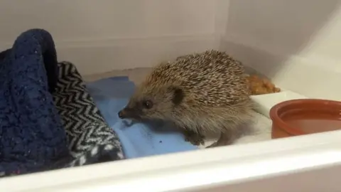 A hedgehog in his hutch facing a blanket and bedding with a water bowl behind it which is a dark red terracotta colour