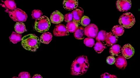 University of Hertfordshire Colourful cells