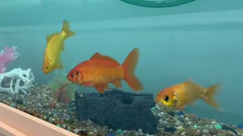 Three goldfish swimming in a fish tank. They are all facing left. There are stones and pebbles on the bottom of the tank.