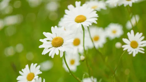 Oxe eye daisies - which are small flowers with white petals.